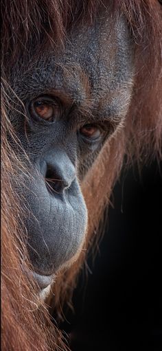 an adult oranguel looking at the camera while standing in front of a black background