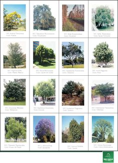 an image of trees that are in different colors and sizes, with the names on them