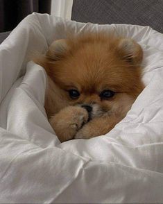 a small brown dog laying on top of a white bed covered in blankets and pillows