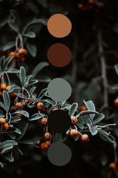 some berries are growing on the tree with brown and black circles above them that indicate different colors