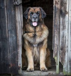 a large brown and black dog sitting in a doorway