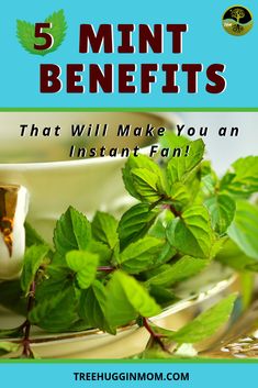 the words 5 mint benefits that will make you an instant fan