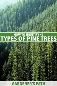 With a plethora of species to choose from, a gardener looking to cultivate some pine trees has a big decision to make. To make the process easier, our guide covers a significant portion of the Pinus genus, going in-depth on many of the most remarkable species out there. Read more now. #pine #trees #gardenerspath Types Of Pine Trees, Trees