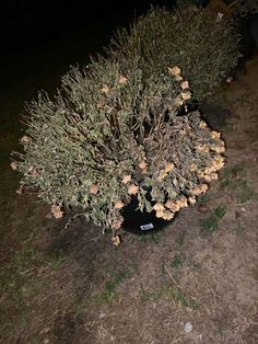 a bush with yellow flowers growing out of it's trunk in the dirt at night