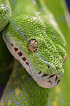 a green snake with it's mouth open and tongue out