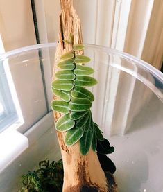 a plant is growing out of a piece of driftwood in a bowl on the window sill