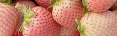 a close up view of strawberries with green leaves