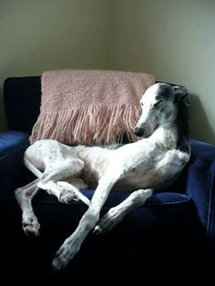 a dog laying on top of a blue couch