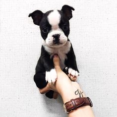 a small black and white dog sitting on top of a person's hand next to a wall