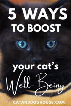 a black cat with blue eyes and the words 5 ways to boost your cat's well being