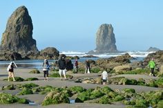 several people are walking on the beach near some rocks and green algae growing in the sand