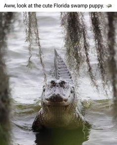 an alligator is swimming in the water