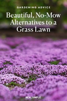 purple flowers with the words beautiful, no - mow alternative to a grass lawn