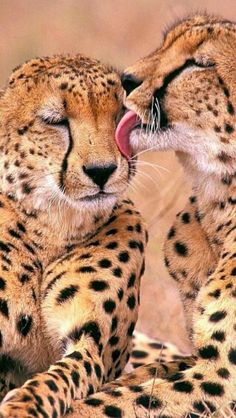 two cheetah's with their mouths open