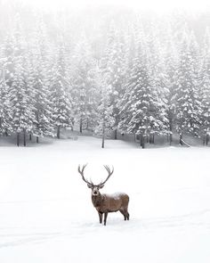 a deer standing in the middle of a snow covered field with pine trees behind it