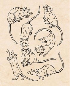 an image of mouses in different positions