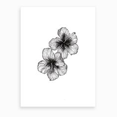 two black and white flowers on a white background