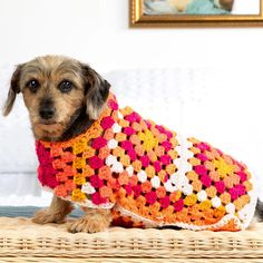 a small dog wearing a crocheted sweater