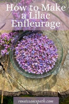 How to Make a Lilac Enfleurage Lilac Perfume, Edible Flowers Recipes, Herbal Remedies Recipes, Medicinal Herbs Garden, Herbal Salves, Herbal Recipes, Herbal Apothecary, Infused Oils