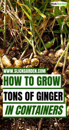 how to grow tons of ginger in containers with text overlay reading how to grow tons of ginger in containers