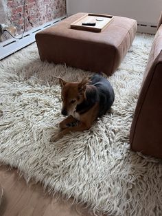 a small dog laying on top of a shaggy rug in front of a couch and coffee table