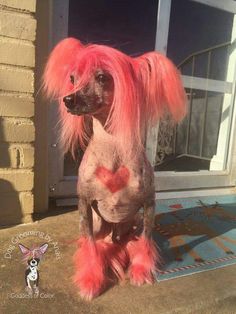 a dog with pink hair sitting on the ground