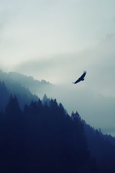 a bird flying over a forest covered in fog