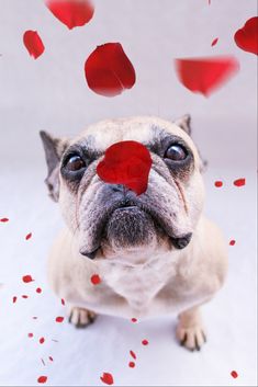 a dog with a red nose surrounded by petals