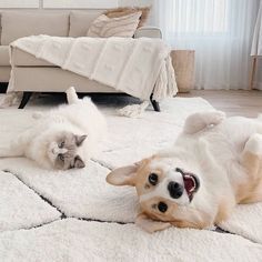 two cats and a dog laying on a rug in a living room with white furniture