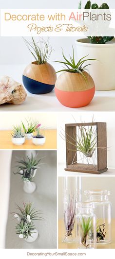 several different air plants in vases and containers with text overlay that says decorate with air plants