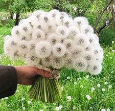 a hand holding a bunch of white dandelions in the middle of a field