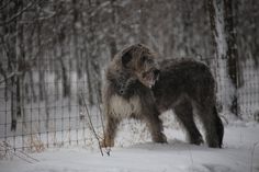 two dogs standing in the snow next to a fence