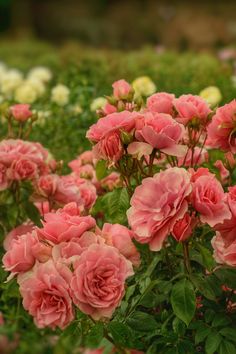 31 Secrets on Growing Roses in 2024 | Montana Happy Rose Garden