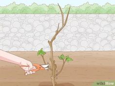 a person is trimming a tree with scissors