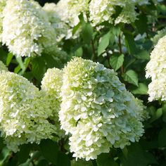 white flowers with green leaves in the background