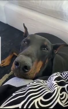 a black and brown dog laying on top of a blanket