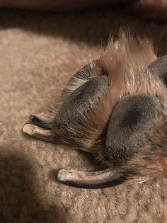 a dog laying on its back with it's paw resting on the floor next to him