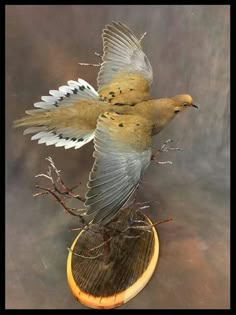 two birds sitting on top of each other in front of a gray background and some branches