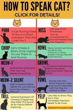 a poster with different types of cats on it's sides and the words, how to speak cat?