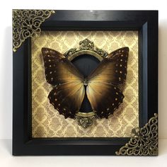 a butterfly in a black frame on a white wall with an ornate border around it