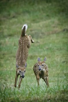 two young deer running in the grass together