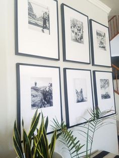 a bunch of pictures are hanging on the wall next to a potted plant and stairs