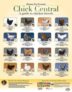 a poster with pictures of chickens and their names in different languages, including the words chicken central