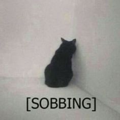 a black cat sitting on top of a white wall next to the words sobbing