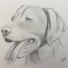 a pencil drawing of a dog's head with his tongue out and it is looking straight ahead