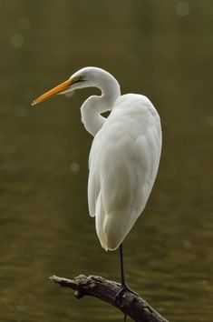 a white egret standing on a branch in the water