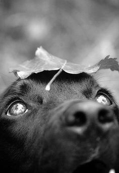 a black dog with a red leaf on its head is looking up at the camera