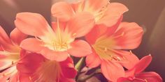 some orange flowers in a vase on a table