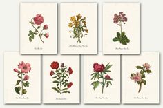 four different types of flowers are shown in this set of six prints, each with their own name