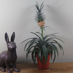 a statue of a rabbit next to a potted pineapple plant on a table